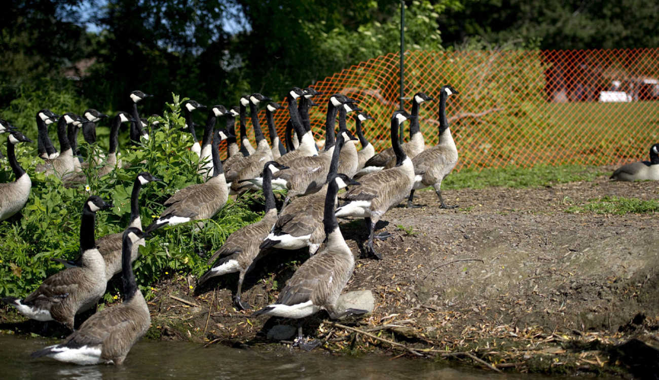 Nature's Advantage Inc, Bird Control Ontario