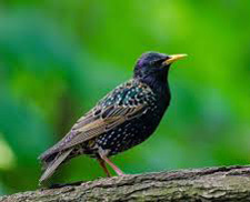 starling