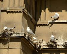 gulls on roof