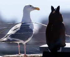 gull and plastic owl