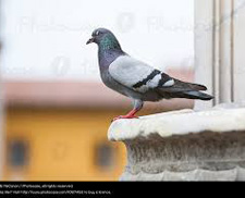 pigeon on builiding