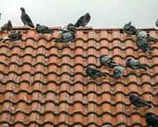 pigeons on roof