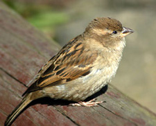 female house sparrow