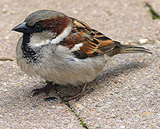 house sparrow