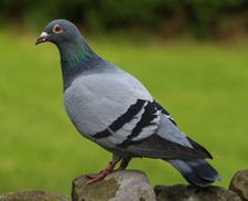 Pigeon